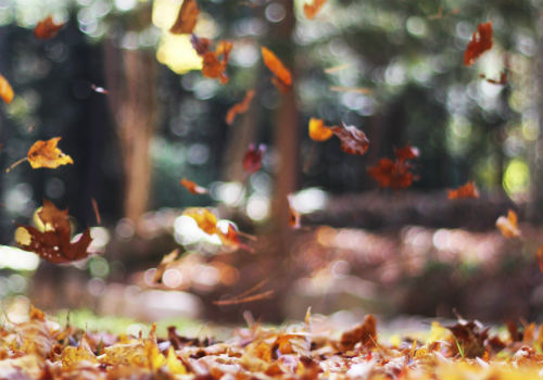 New To Canada & Looking For A Mortgage in Maple Ridge or Pitt Meadows?